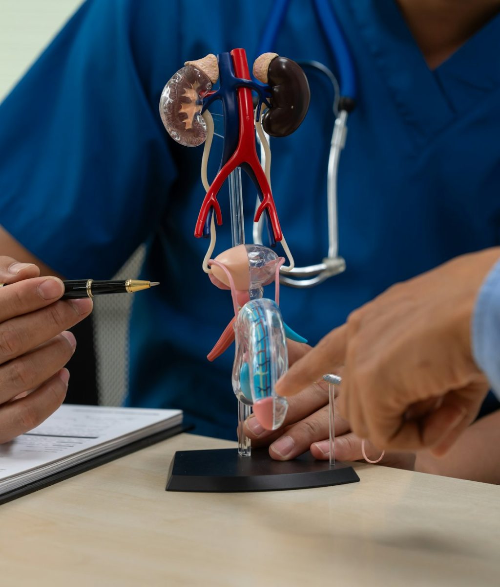 A male doctor sits works at the table, explaining the urinary system and penile health to anxious